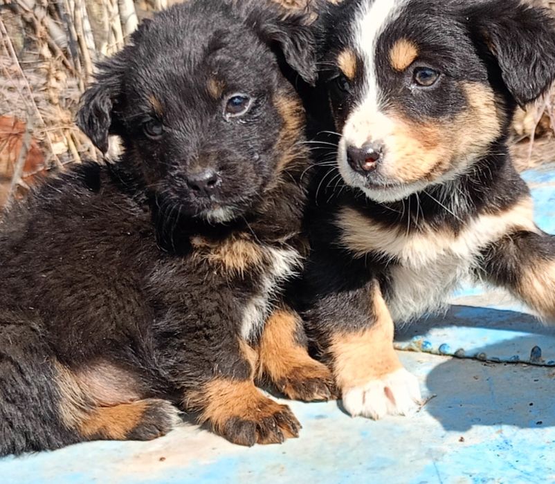 Продаются щенки!