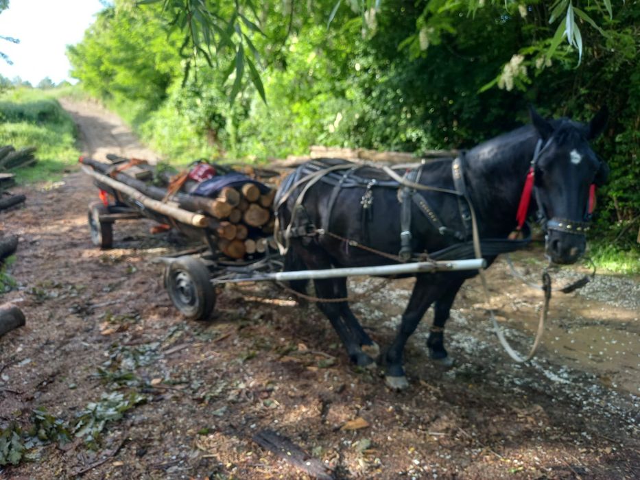 Manză de 2 ani impliniți