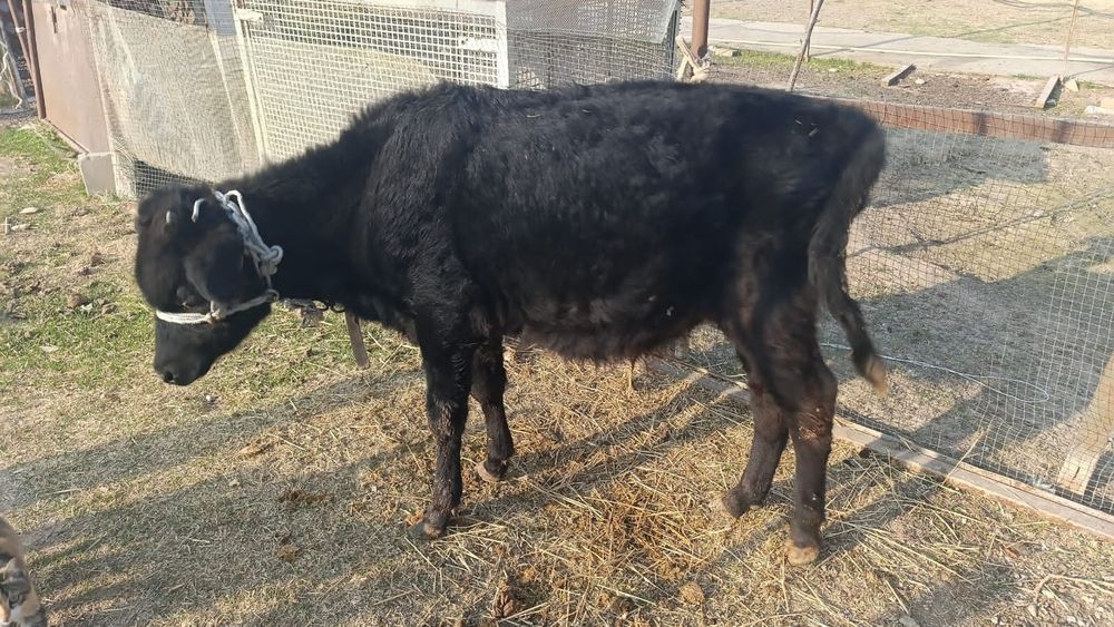 Бычки домашние...