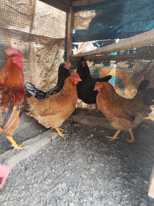 Петух Куры Кучин