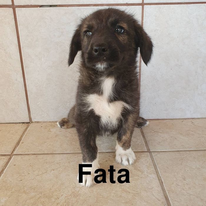 Donez catelusi de rasa comuna