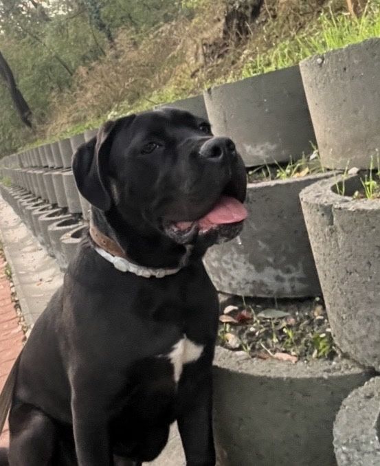 Кане Корсо  с Паспорт и Ваксинa