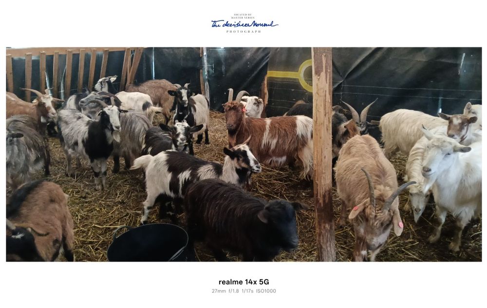 Vând capre gestante