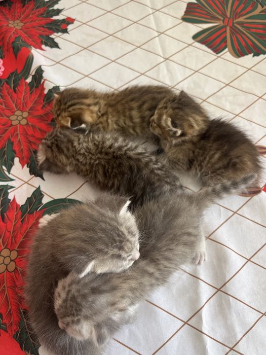 Отдам котят в добрые руки!!!