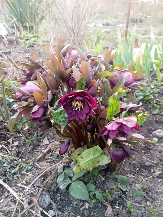 Продаются цветы  морозники