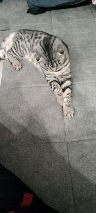 Шотландский кот на вязку.