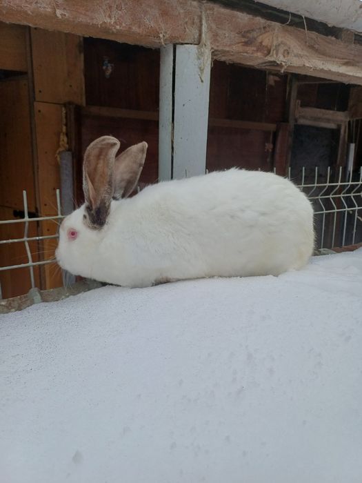 Uriaș de Transilvania.