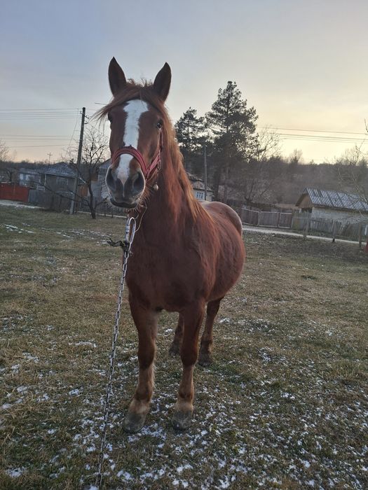 De vânzare o mânza