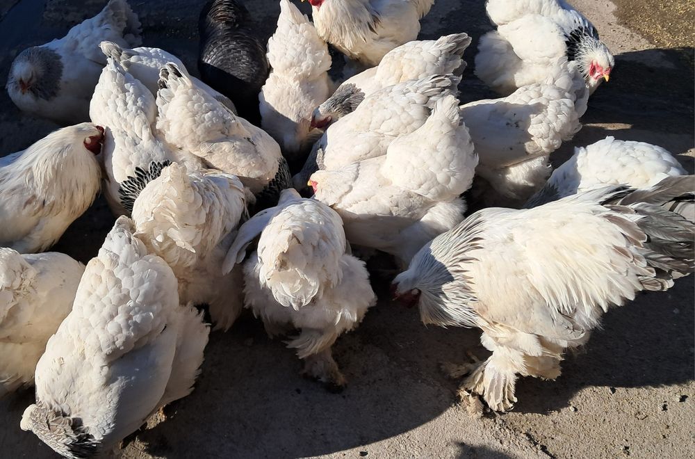Pui si  ouă de găină brahma !