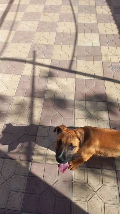 Щенки питбуль 4 месяца