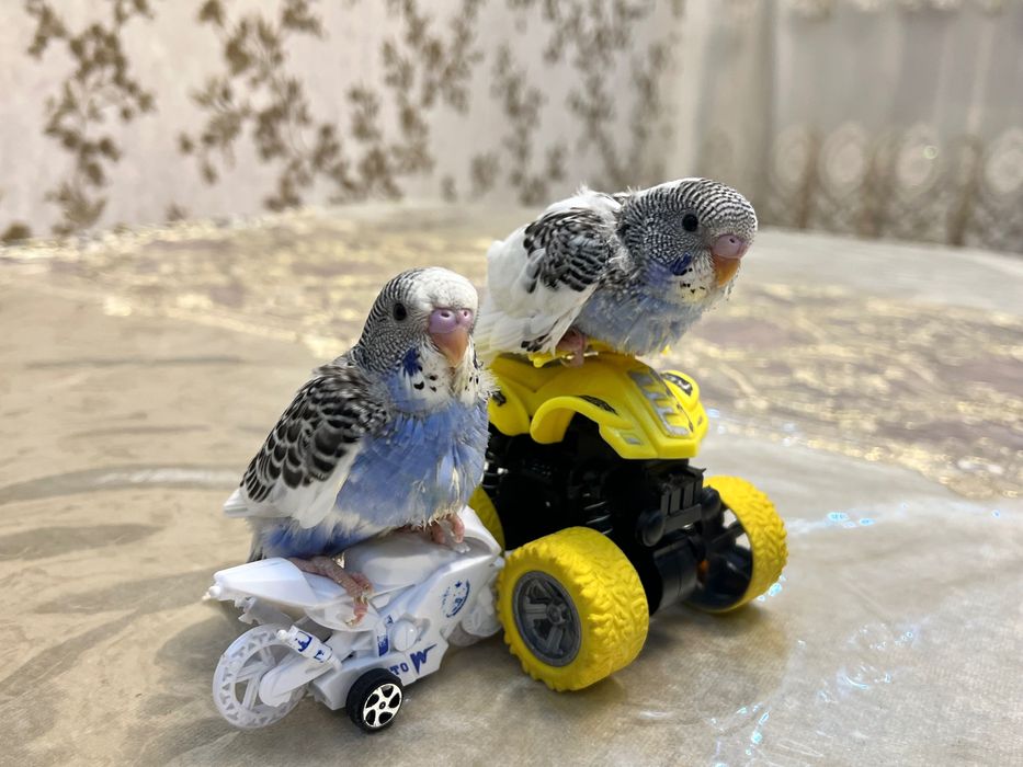 Qushlar Valnisti волнистый попугай valnistiy to’tiqush под чех