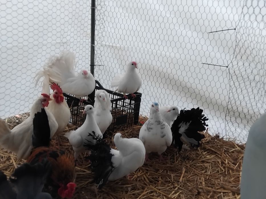 Vând cocoși pitici