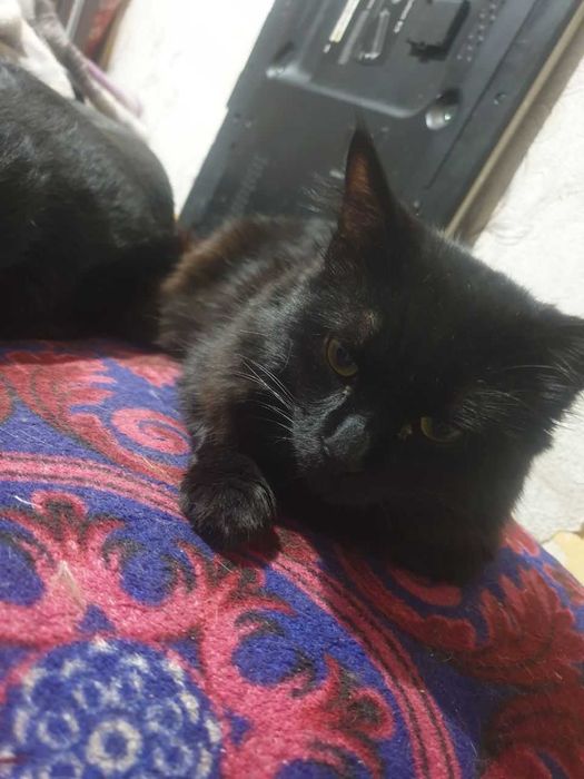 Отдам в хорошие руки