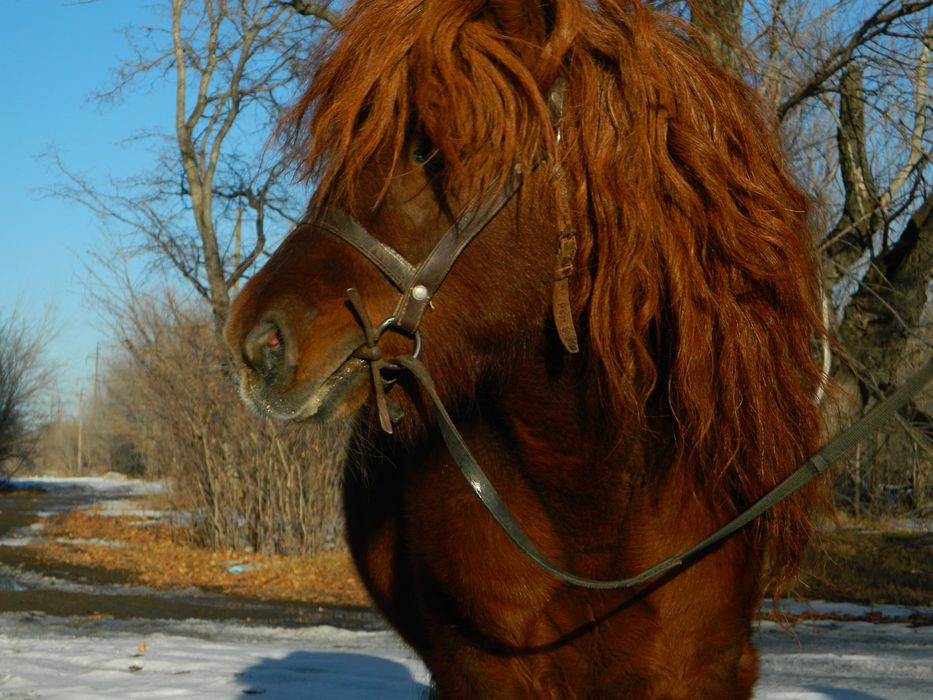 Пони нарядный жеребец