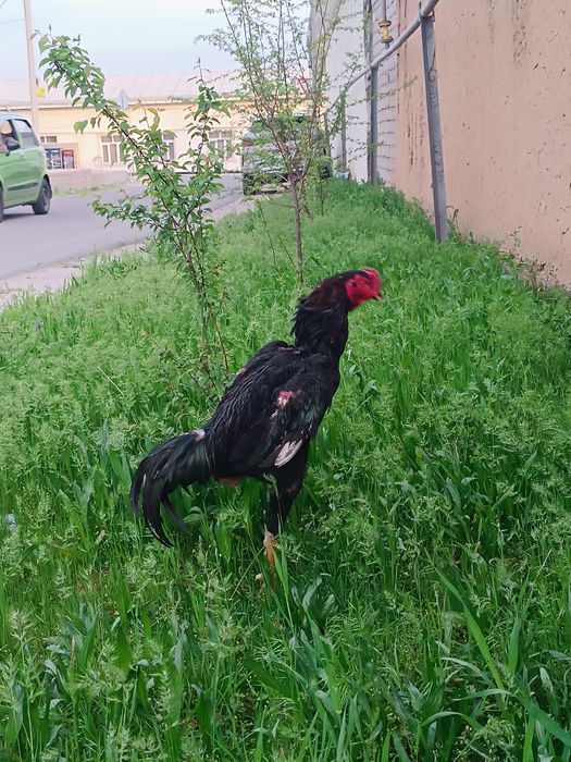 Dakan xoroz sotiladi