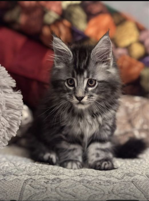 Мейн- кун котята с документами