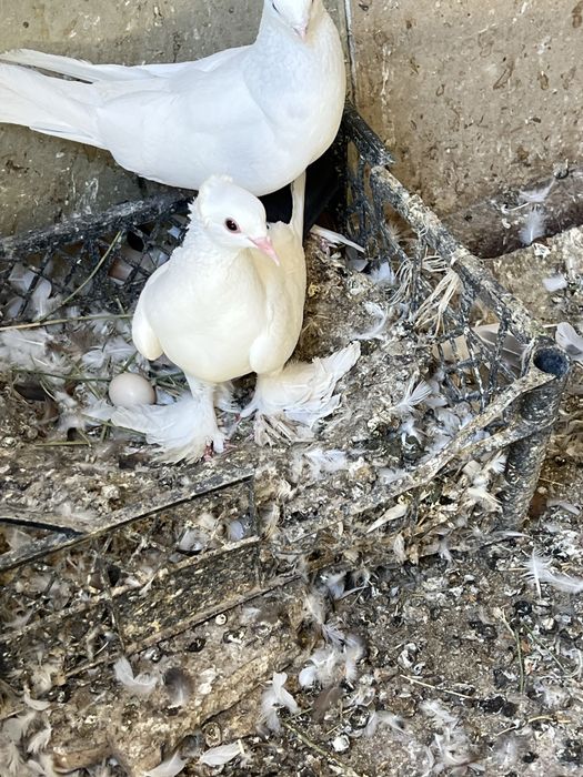Зотдор кабутарлар Пародистые голуби Есть и самец и самка