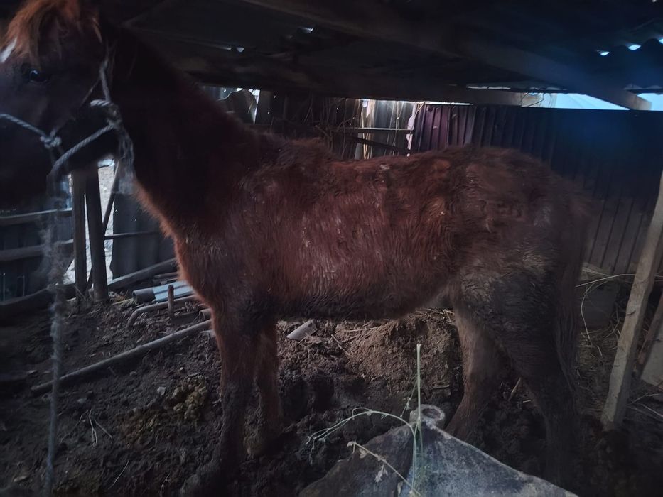 Тай сатылады тай