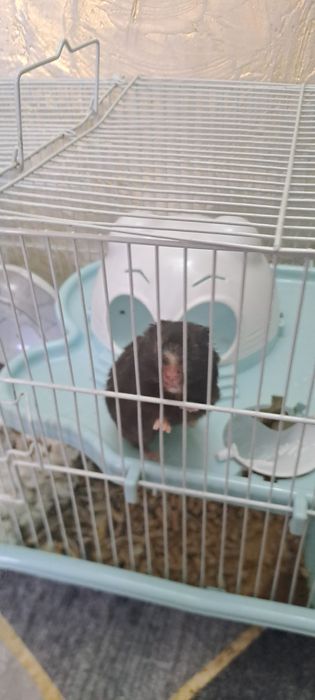 Отдам в добрые руки..