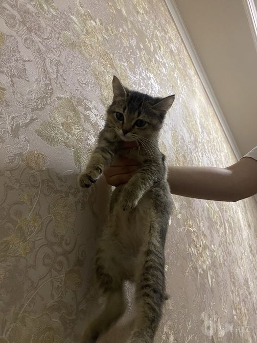 Yaxshi qaramoxchi bogan odamga bervoraman uy mushugi qarashga odam yo