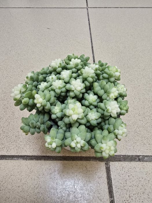 Продам комнатные цветы