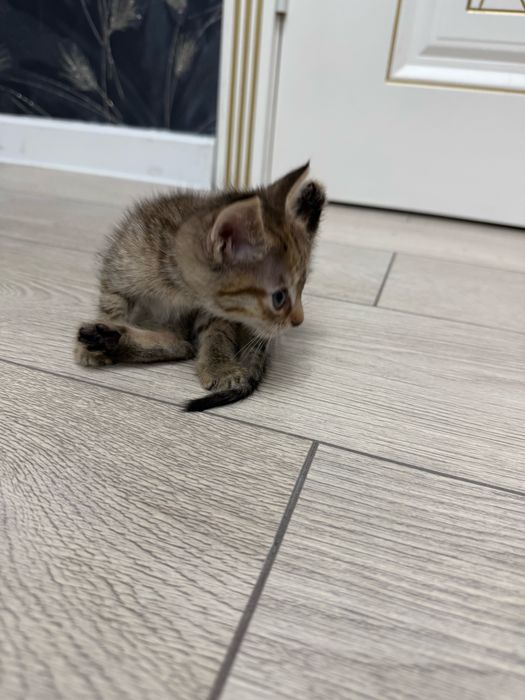 Отдам котенка в добрые руки