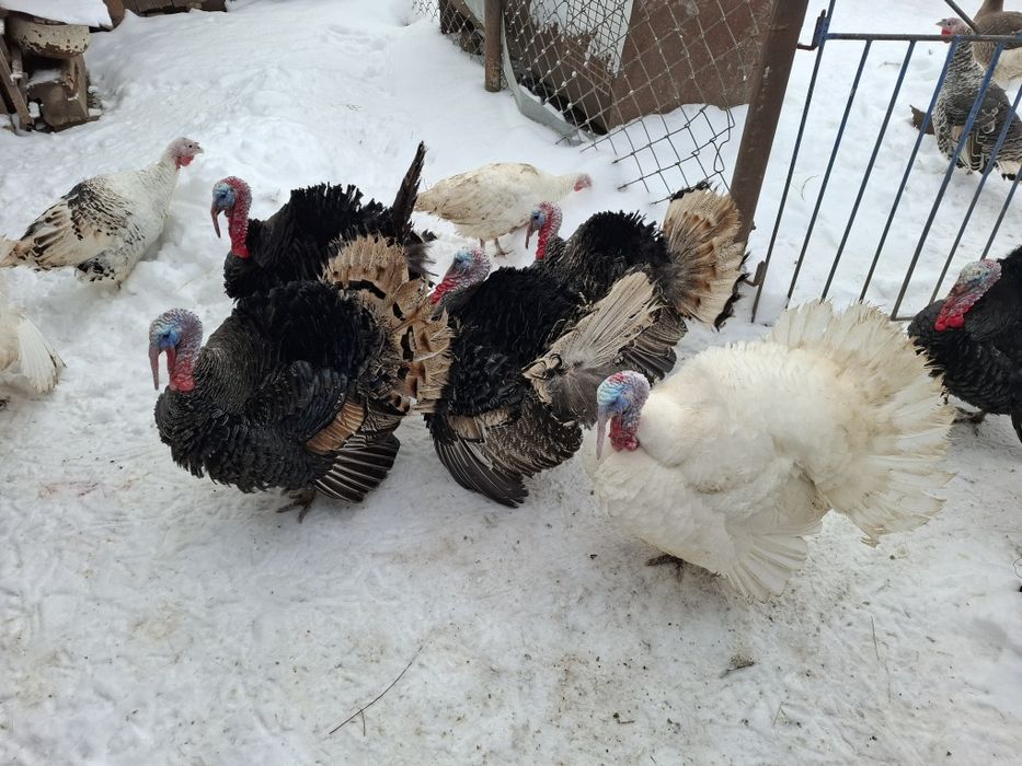 Индюки на племя.