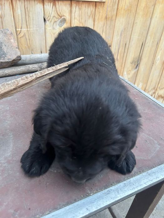 Отдам щенят даром.