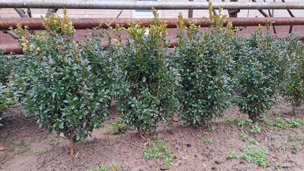 3 yillik Shamshod ko‘chatlari