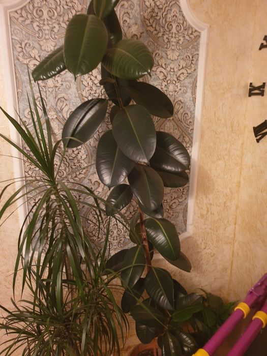 Цветы домашние отличные