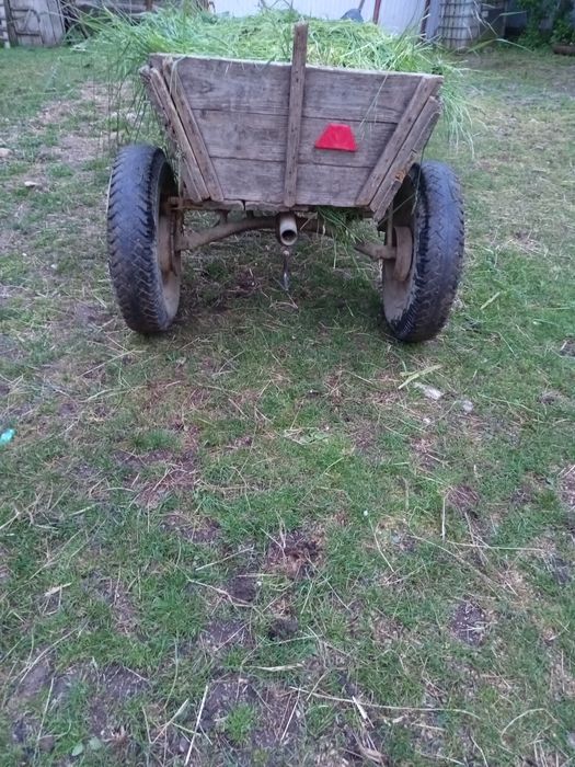 Mînză de vînzare mînza are 3 ani jumate se vinde cu ștraf și ham cu tot este învățată în ham și este foarte cuminte