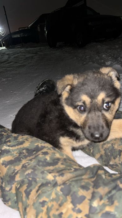 Авчарка еркек кушік