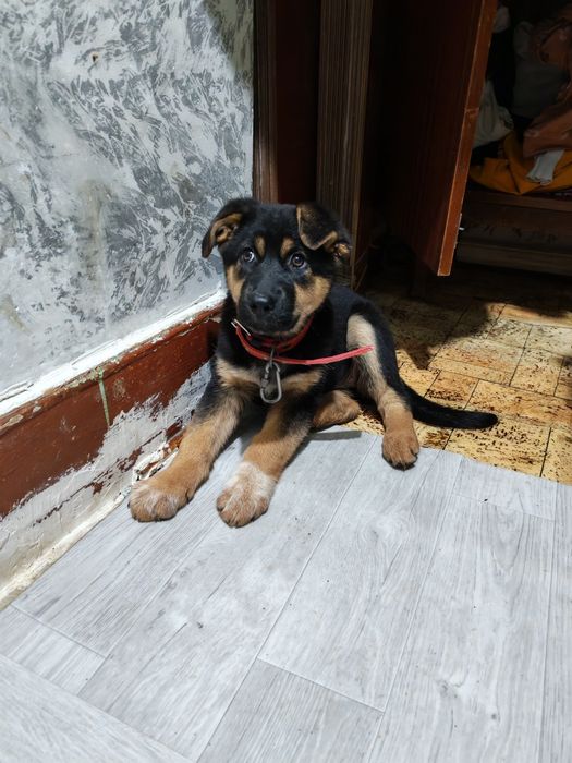 Продаётся щенок, бельгийской овчарки