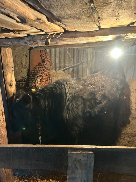 Срочно продам бычка годовалого