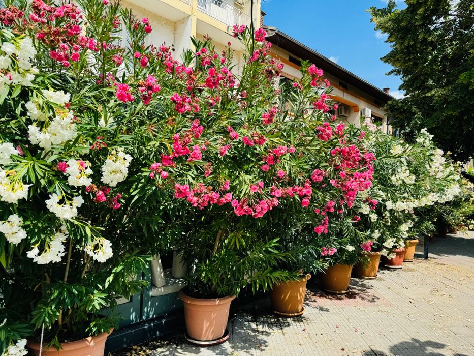 Продават се : Олеандър