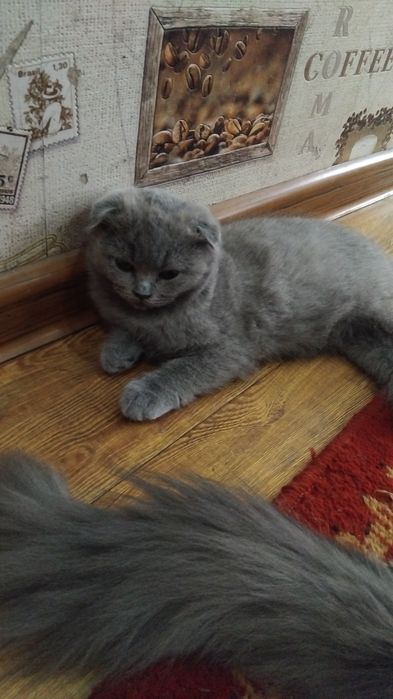 Скотиш страдает  сотилади