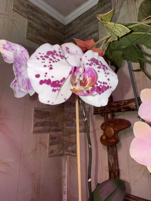 Продаю орхидеи, цветы комнатные