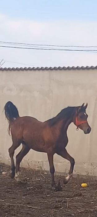 Vind harmăsar pur sânge arab