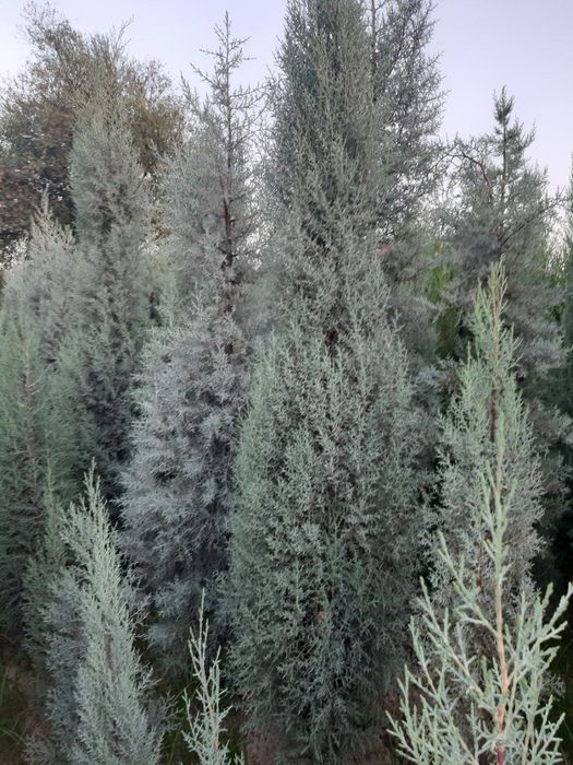 Галулубой кипарис