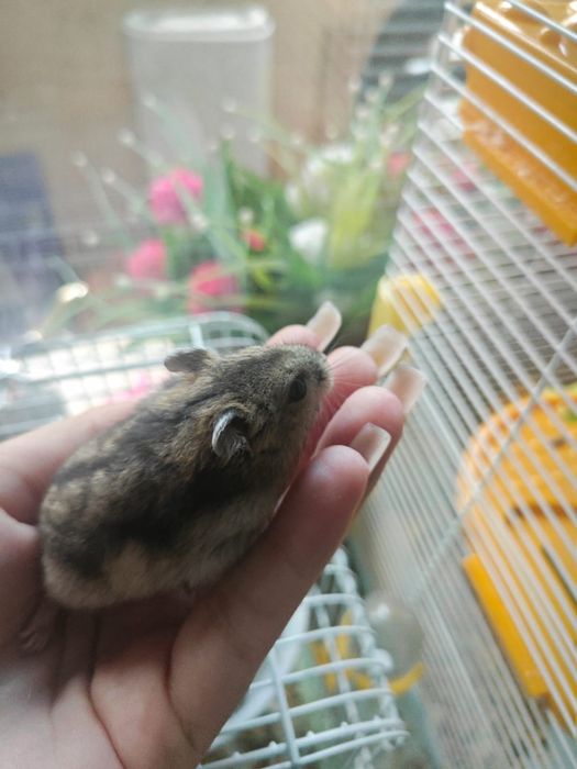 Джунгарские хомячки