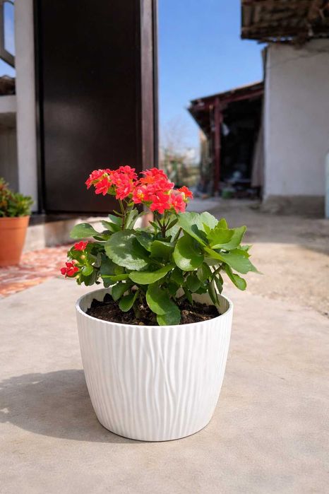 Комнатные  цветы