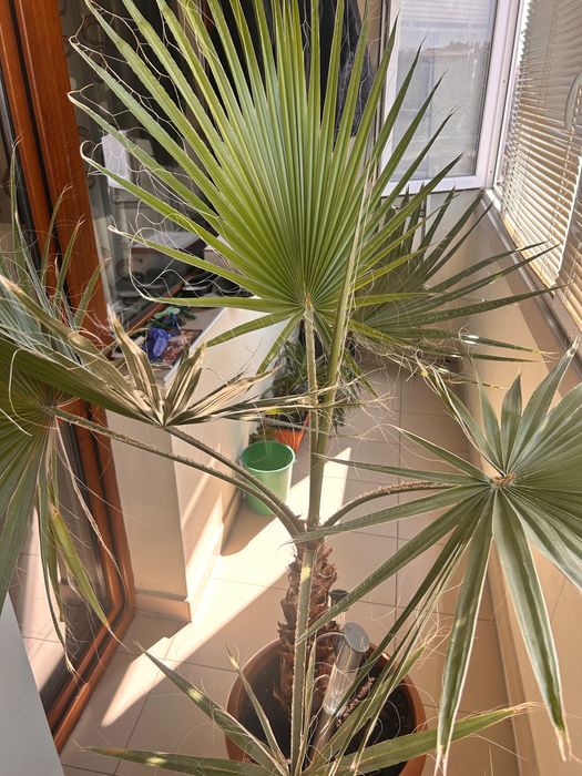 Палма Вашингтония