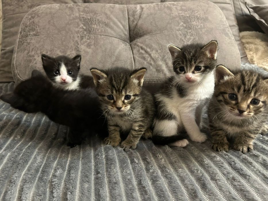 отдаем котят бесплатно