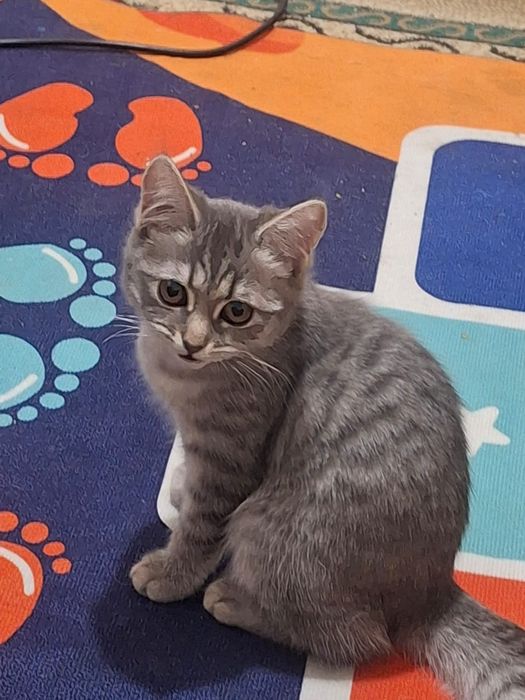 Пародистый Марғау, мысық, мысык, котята, котёнки, кошки.