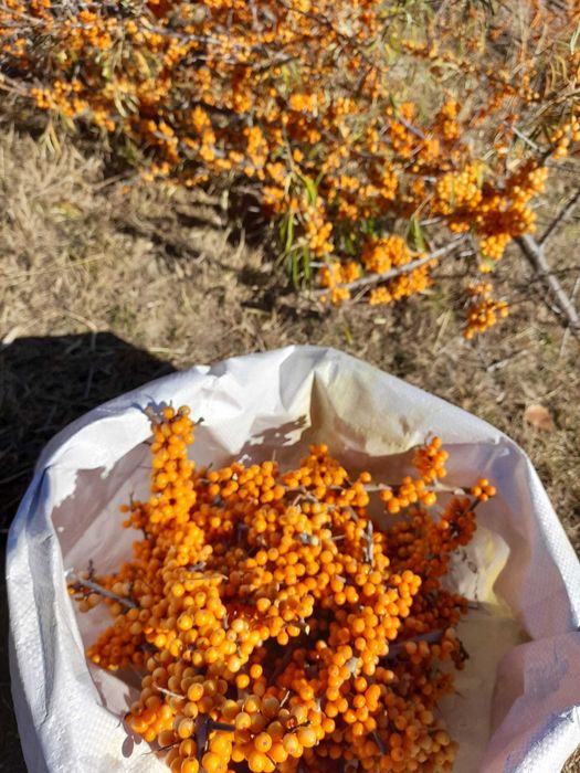 Vand catina din flora spontana