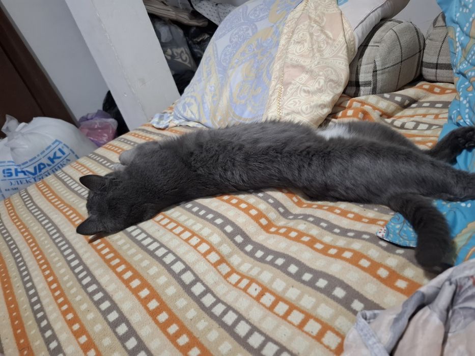 Отдам хороший рук кот