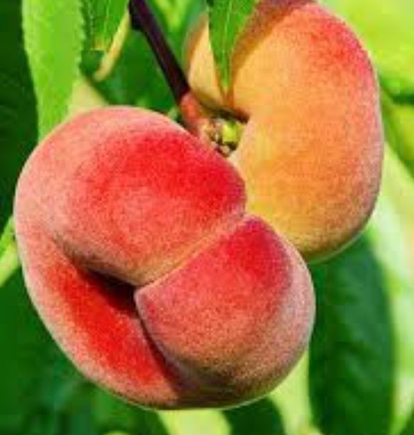 Piersic (Soiul Plat Platicarp )