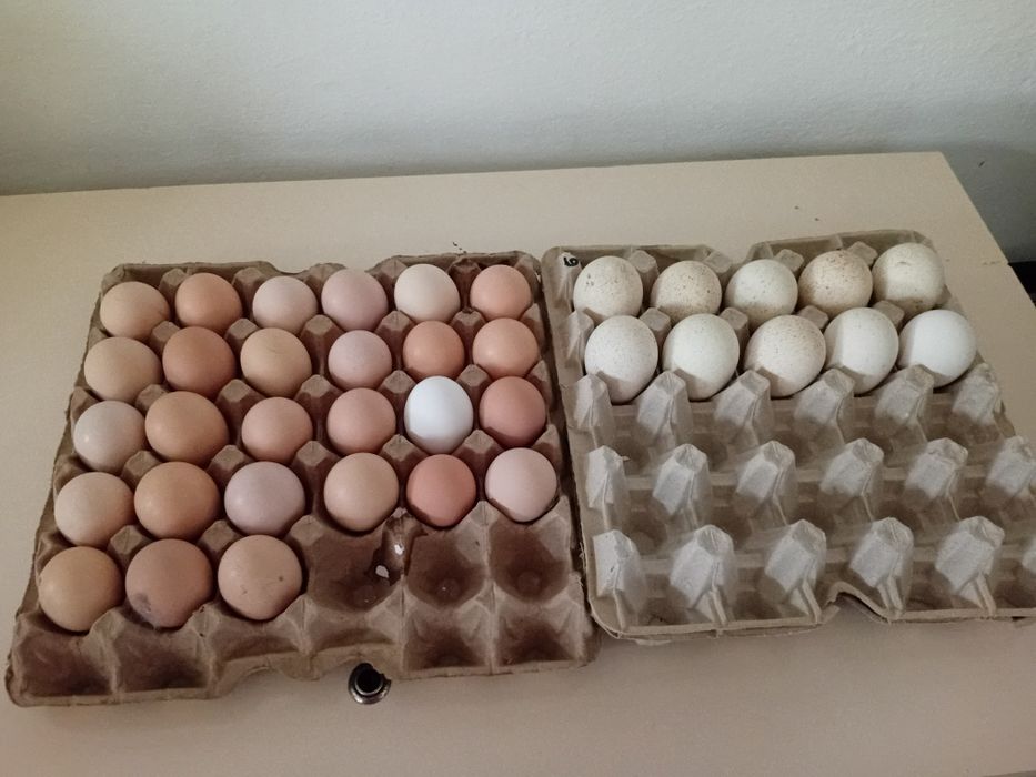 Продам яйца индюшки яйца куры
