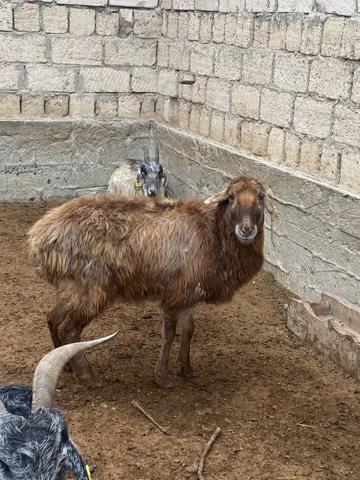 Тек қойлар сатылады