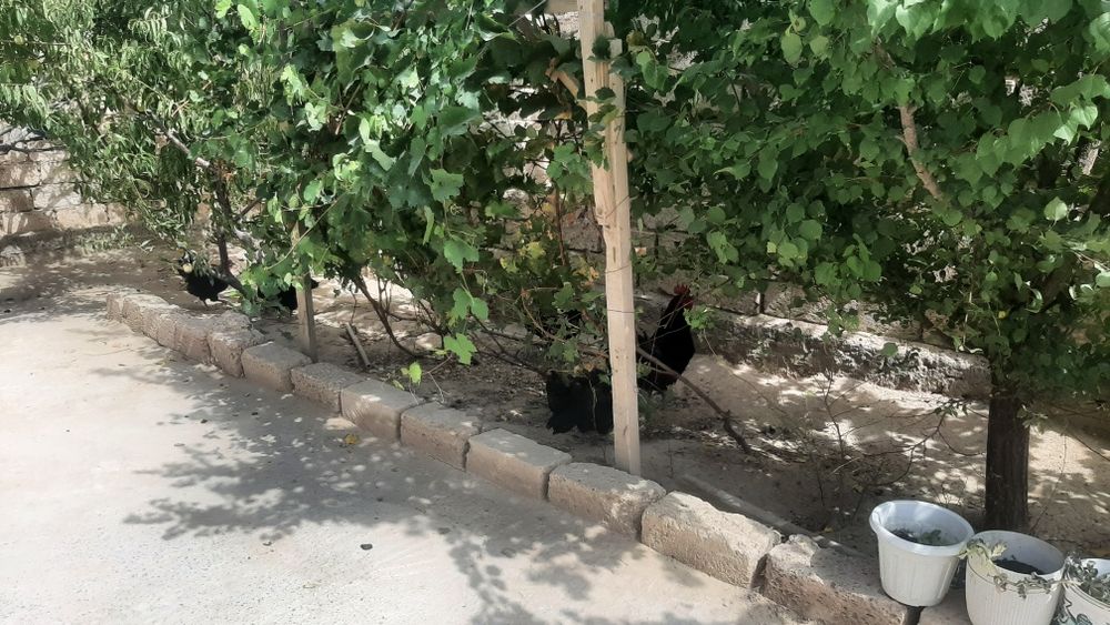 Тауык сатылады р3